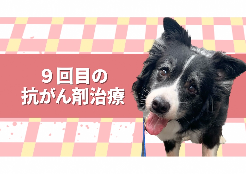 ９回目の抗がん剤治療の日。