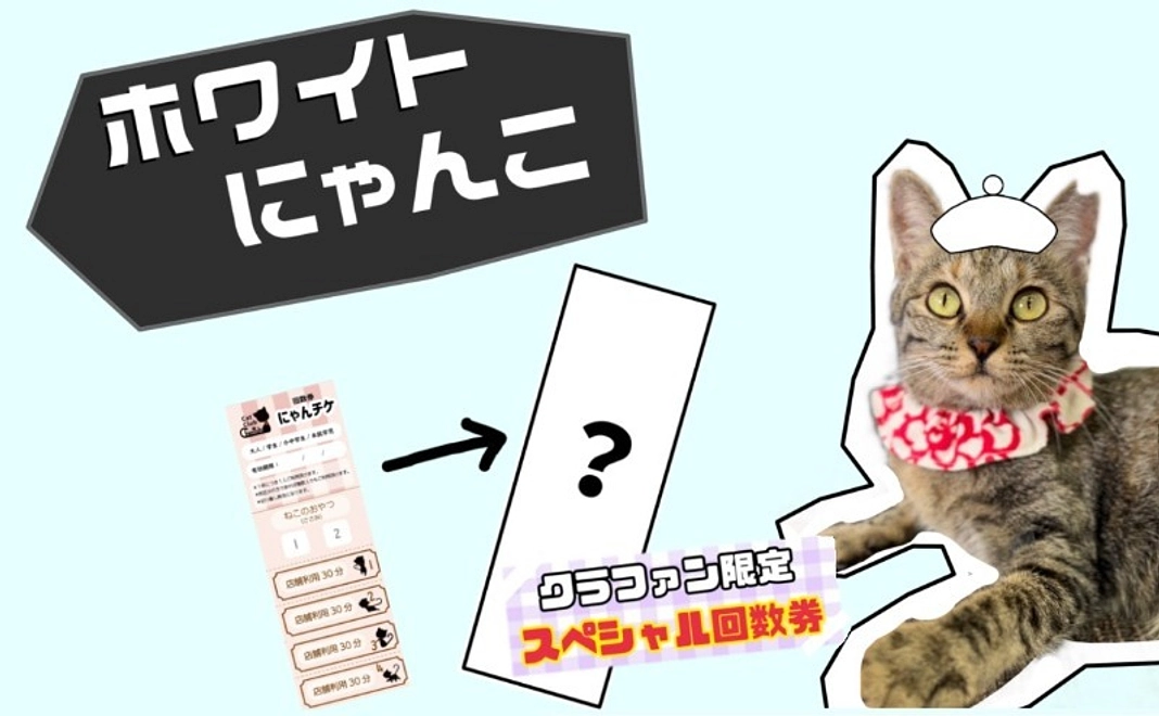 【保護猫カフェご招待】ホワイトにゃんこコース｜1万円