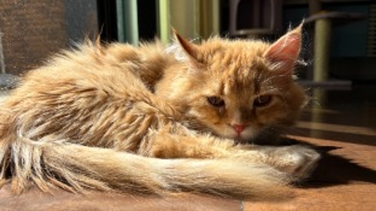 ありがとうございます