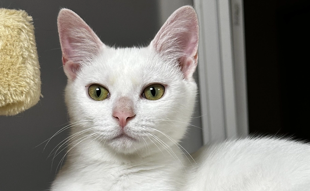 全力応援コース/3000円