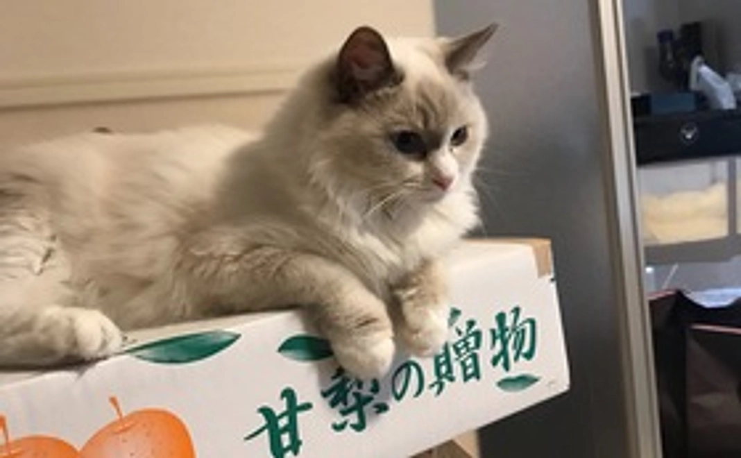 感謝のメール（ミミちゃんの可愛い写真データ２枚付き）