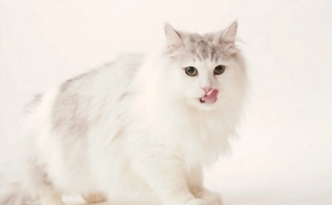 雨のご支援1000円（リターン不要）