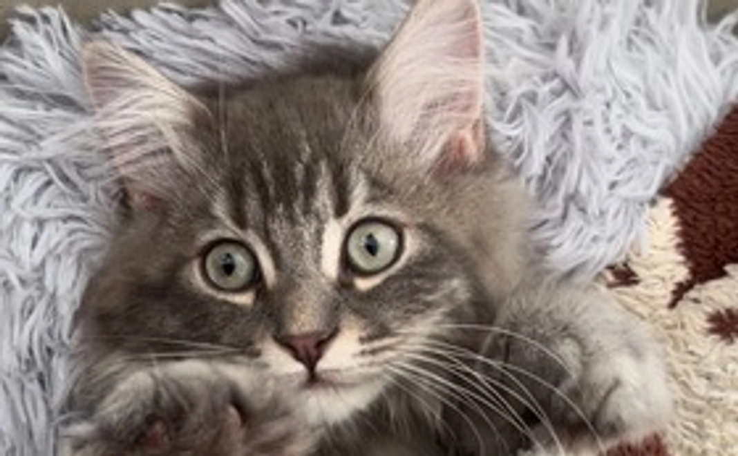 ぽーちゃん応援1（メール）