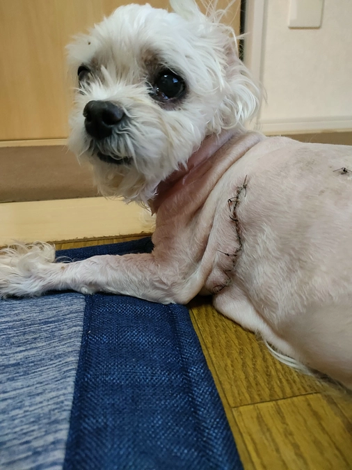 回復に向かっています‼️