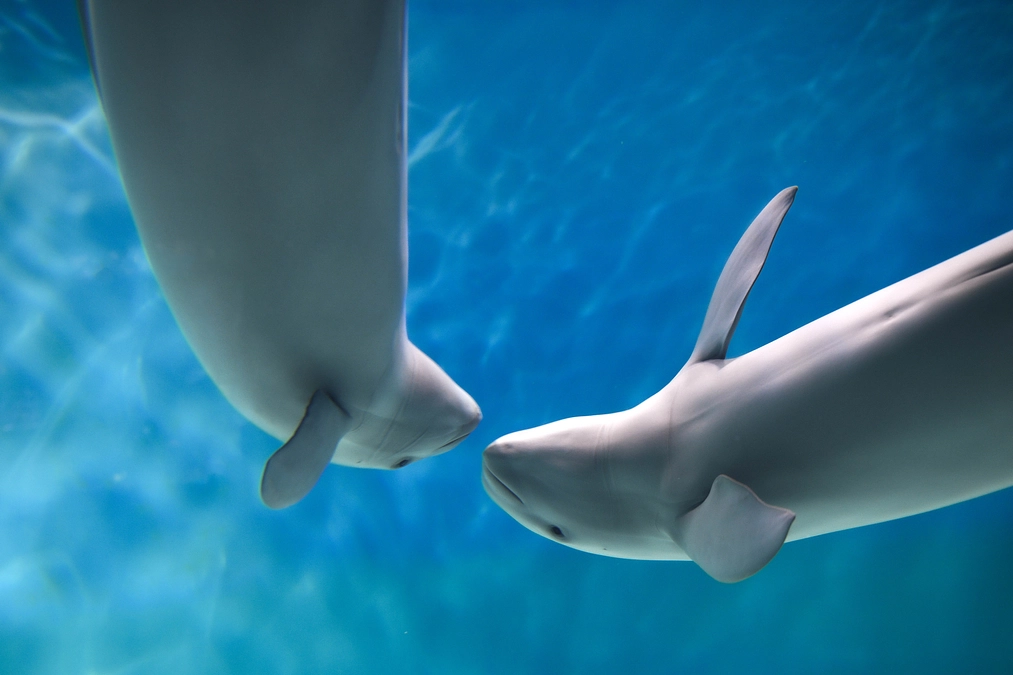 スナメリシンポジウム（4月30日＠神戸大学深江キャンパス）