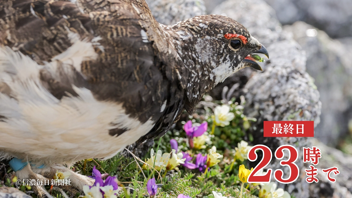 【本日最終日23時まで】ライチョウと安全な登山道を守るため、1800万円達成を目指します！