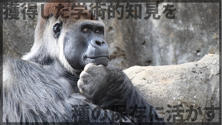 未来へ紡ぐゴリラプロジェクト｜動物福祉の向上と学術的知見を活かす！ 4枚目