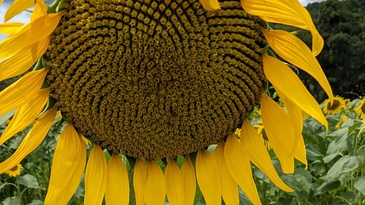 愛媛から愛顔を届けるために芸能事務所の設立に力を貸してください