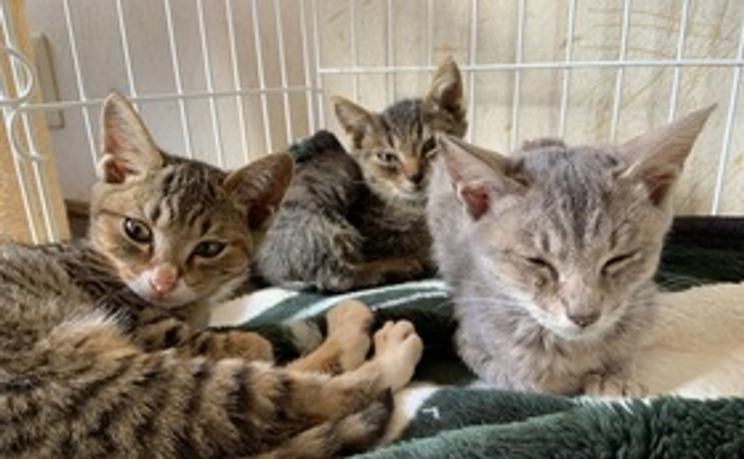 にゃんスリーサポーター3,000円コース