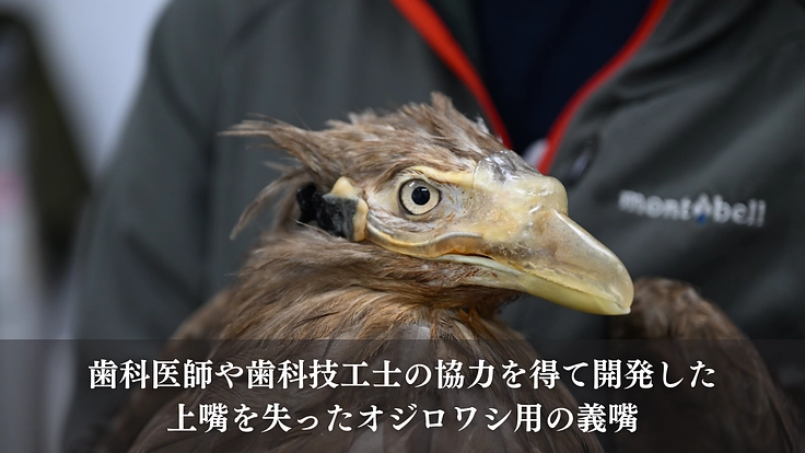 もっと多くの命を繋ぎたい!野生猛禽類の救護と継続飼育体制の充実を 5枚目