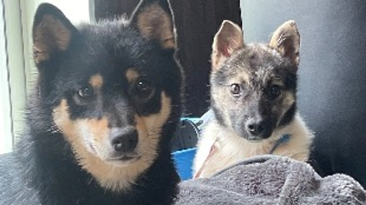 諦めたくない…