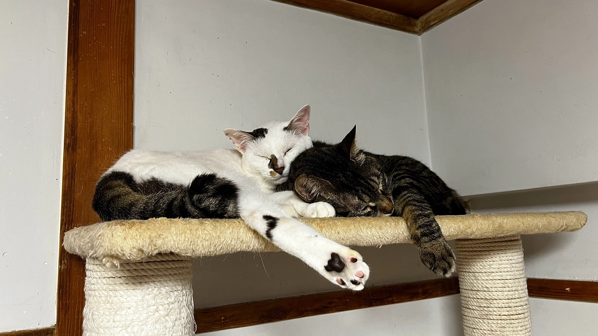 【シン・猫の森ハウス】完成を叶えると実現する事