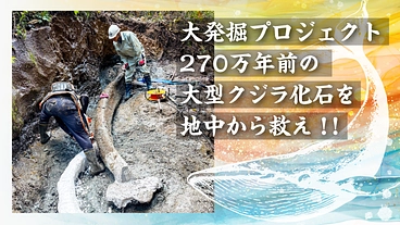 大発掘プロジェクト｜270万年前の大型クジラ化石を地中から救え！！ のトップ画像