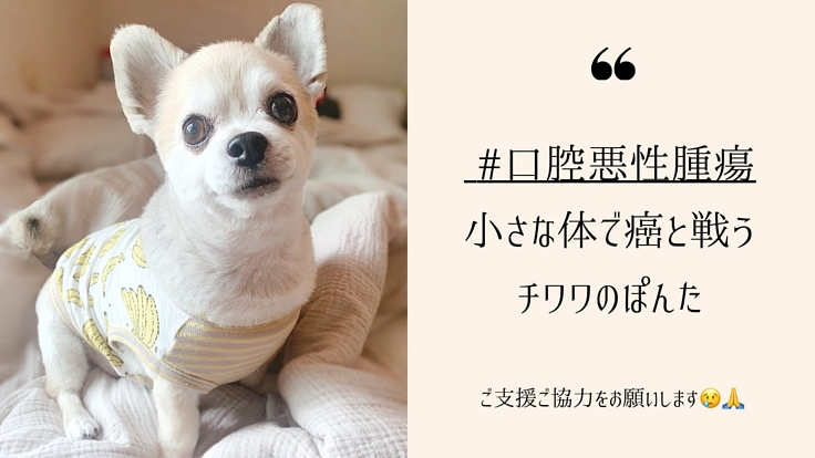 小さな体で癌と戦うチワワのぽんた!ご支援・ご協力をお願いします