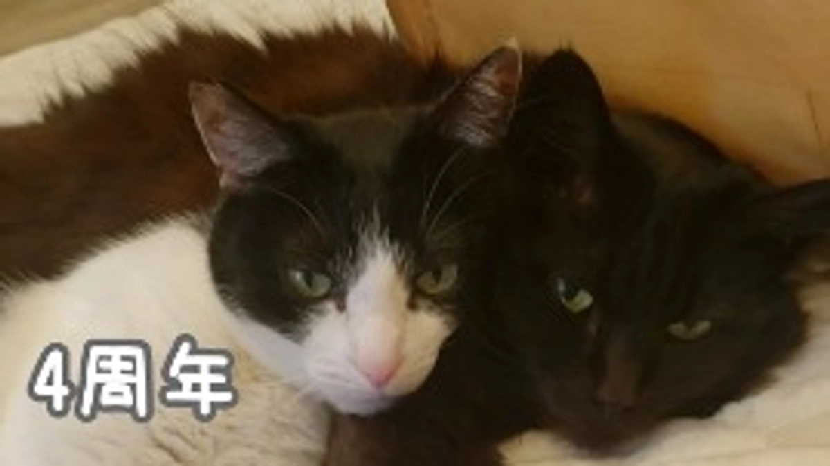 にゃんプチ－ノ4周年を迎えました！