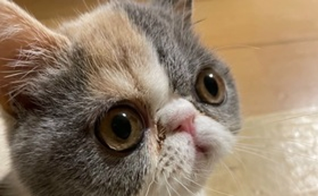 お嬢応援コース　お礼メール