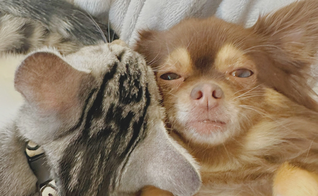 ちょこを救いたい.2