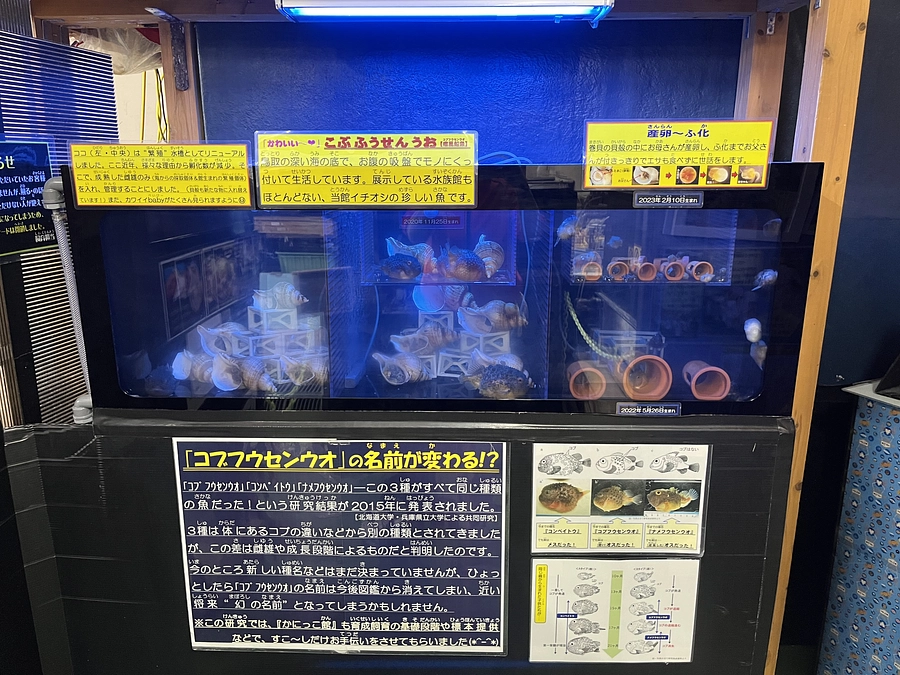 秘蔵っ子！コブフウセンウオのおチビさんたちもデビュー準備に入ります！