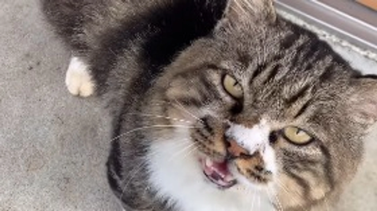 最近の猫ちゃん達の様子🐱