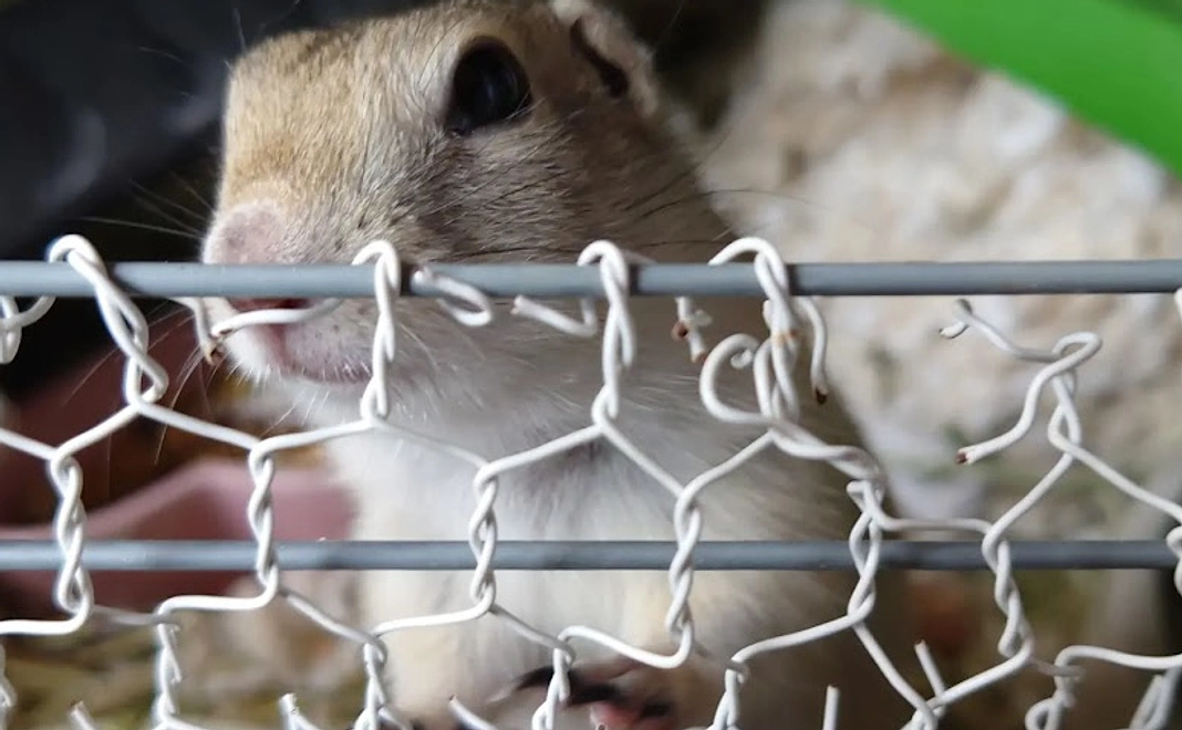 お空から応援隊　つむぎ