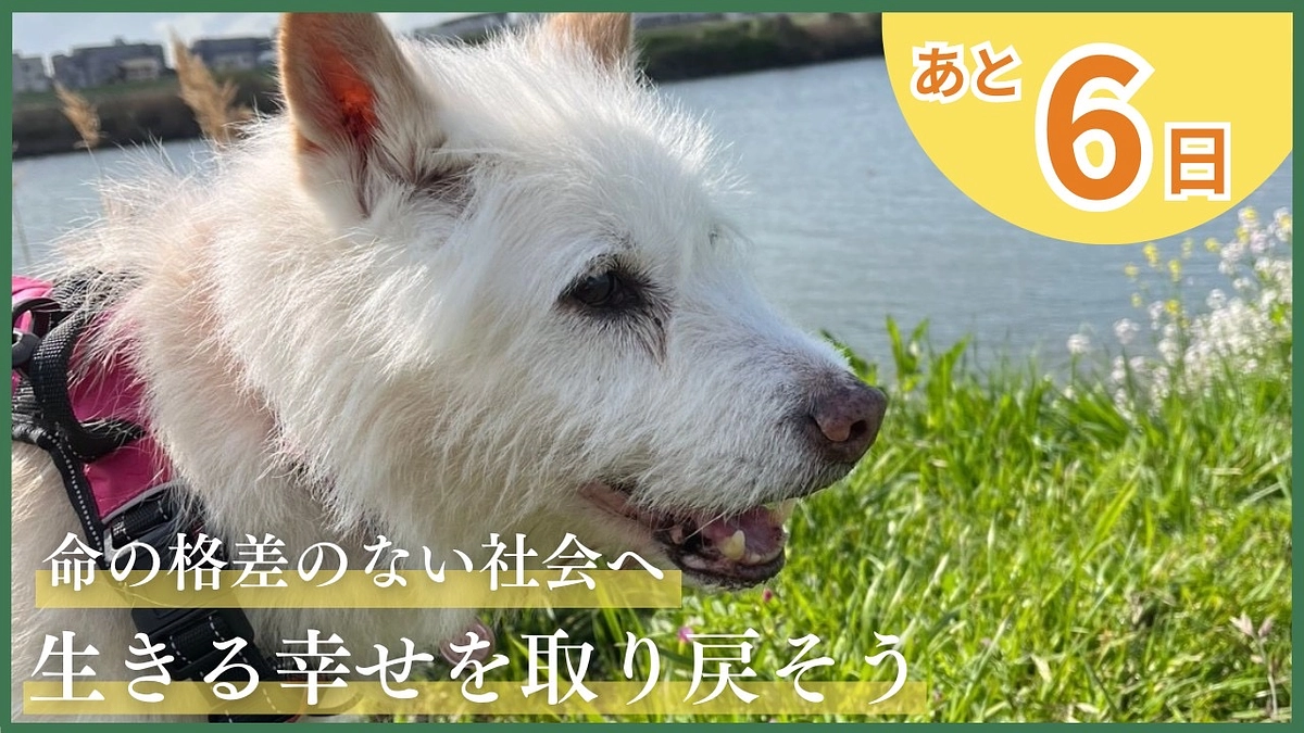 【終了まであと6日！】たくさんの応援コメントのご紹介〜いつもありがとうございます！〜