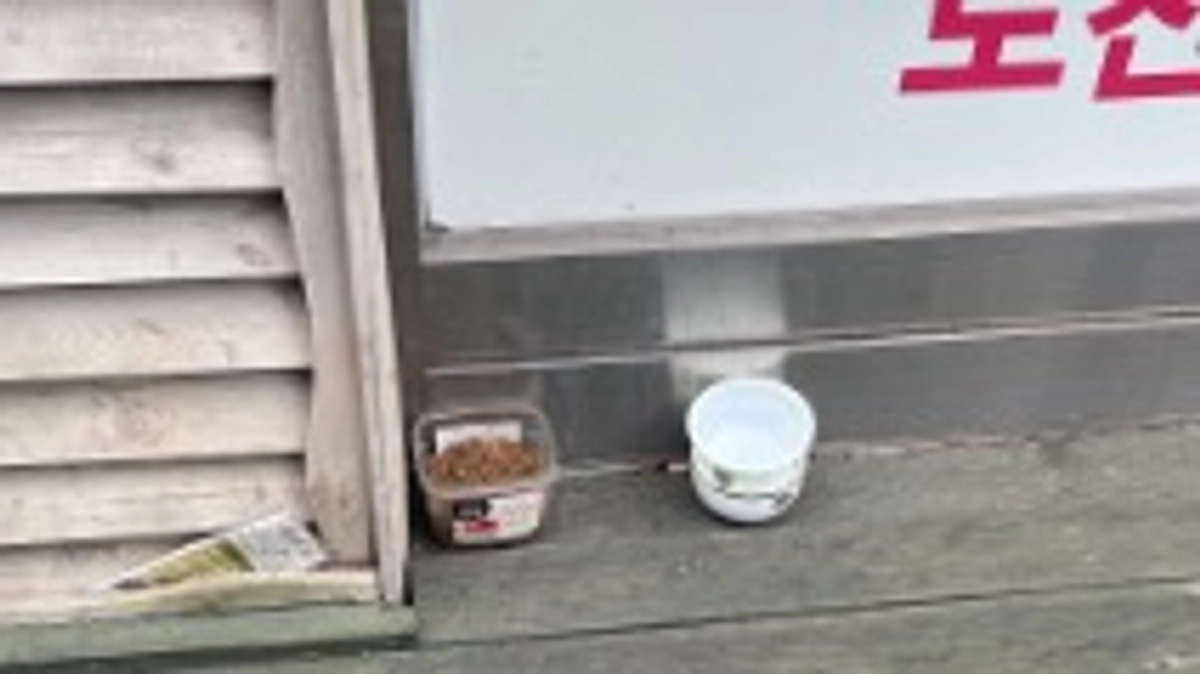 ご飯、水はあちこちにあります。