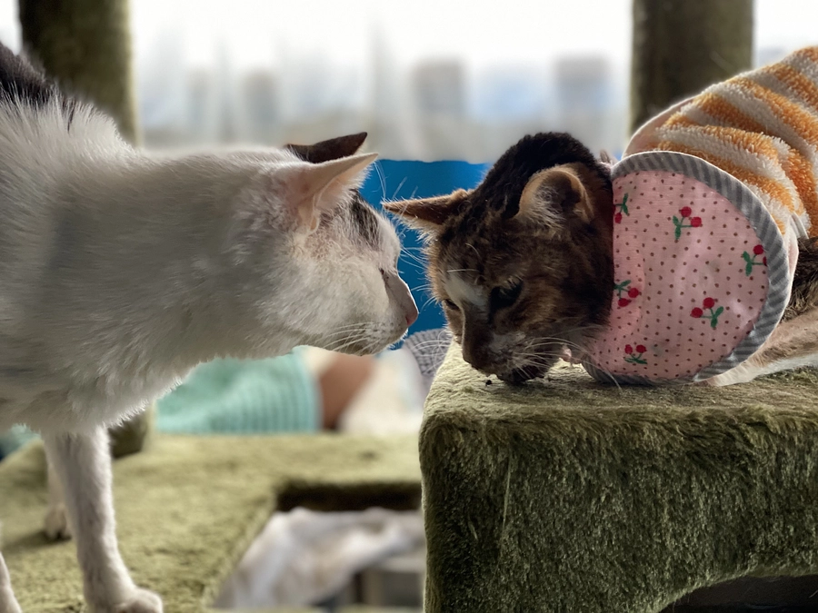 ★ カーコがお星さまになりました ・ 体調を崩す子が続いています