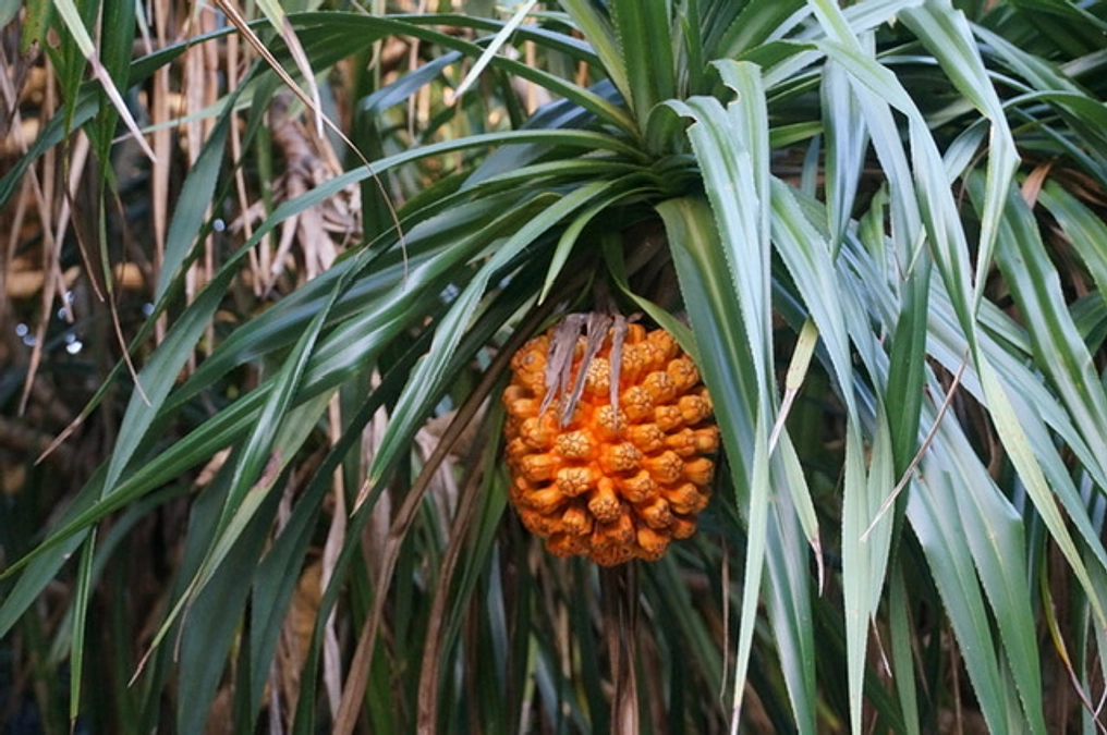 豊岡（船越）こずえ様から応援のメッセージをいただきました