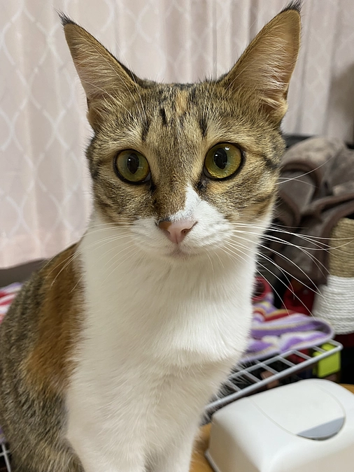 運営費の応援を頂きまして有難うございました（保護猫応援ファーム）