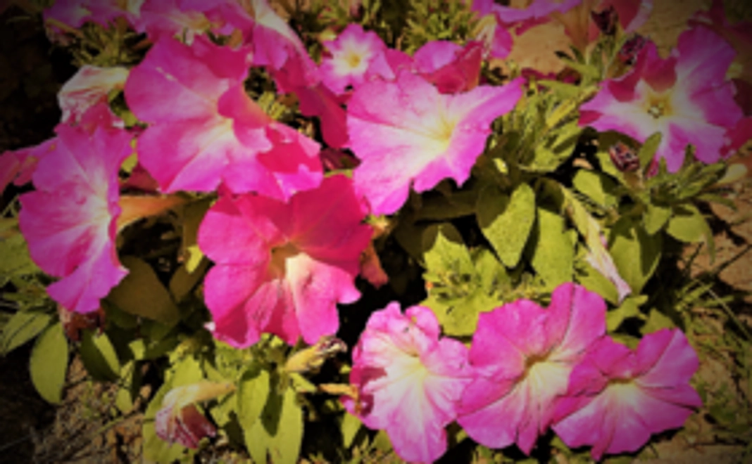 『有志募集!!一緒に活動しましょう。』