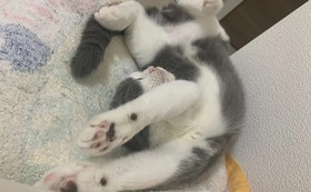 リターン不要①