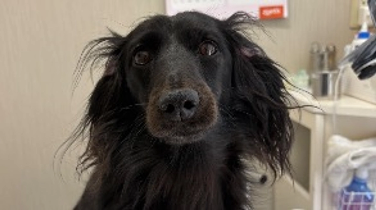 進捗止まってしまいました。お力添えお願い致します😢発症の日の話