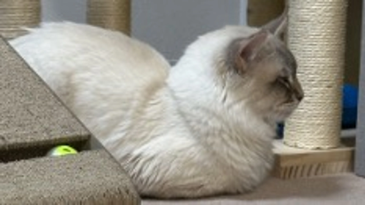 代理支援のご報告