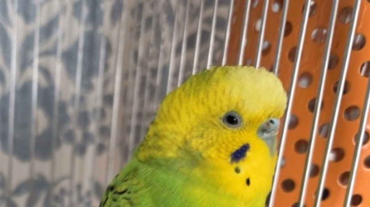 【施設と里親様を待つ鳥さん紹介　その6】