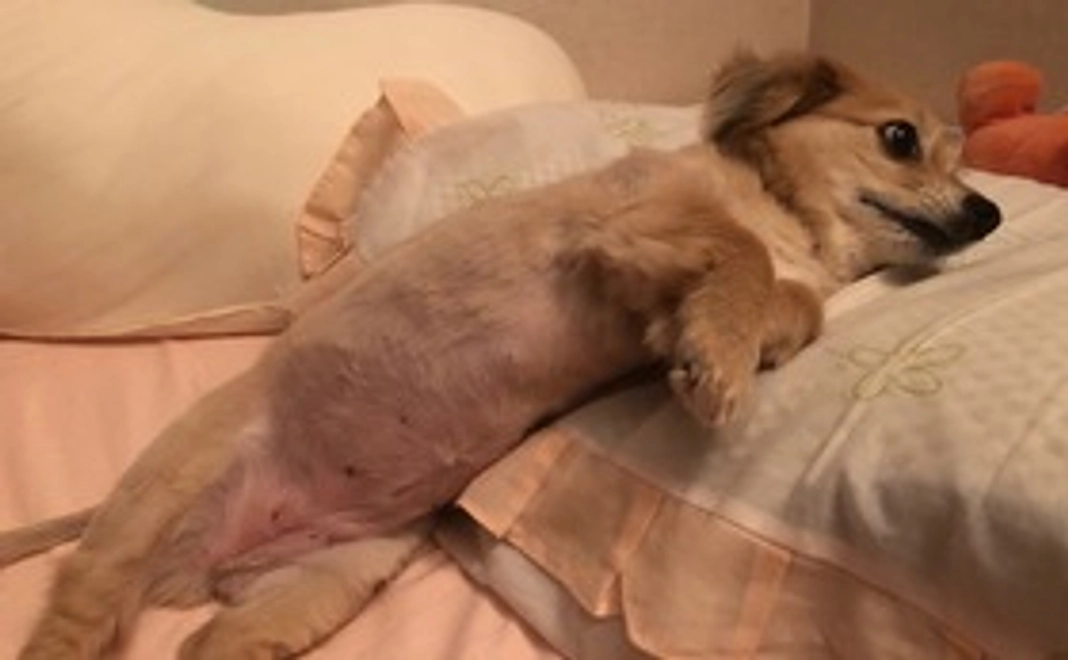 お礼のコメント