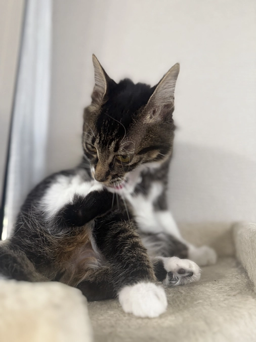 11月14日、投薬52日目💊クラウドファンディング残り10日🆘🚨