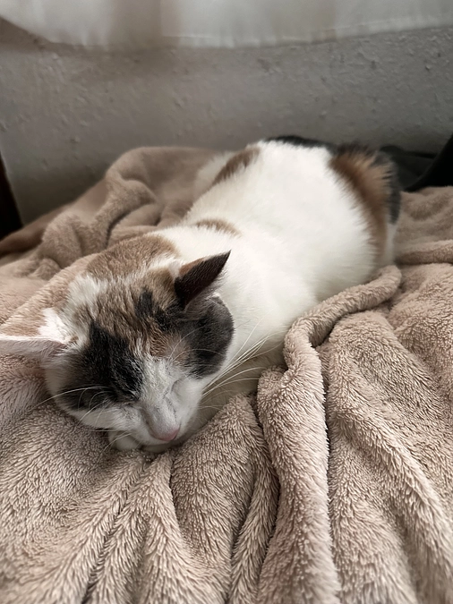 クラファン33〜35日目