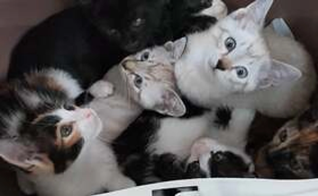 一匹の野良猫さんの不妊手術費用になります