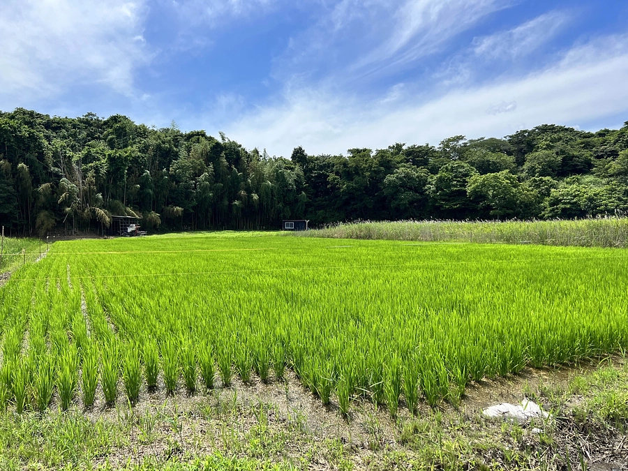 おかげさまで稲も成長しております。