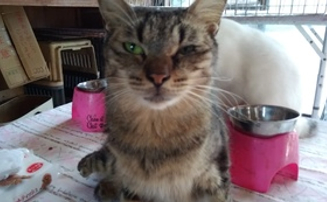 応援5000円コース