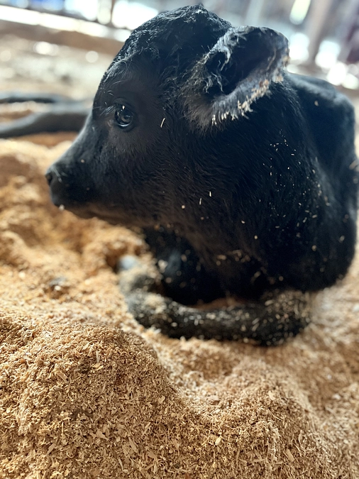 【残り9日】最後まで応援よろしくお願いいたします。
