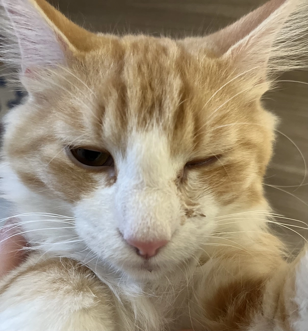 投薬54日目の様子、目薬編