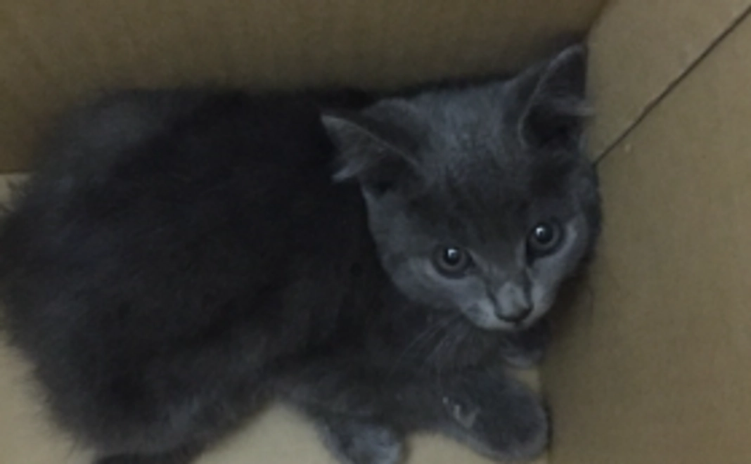 ベルちゃん応援シルバークラス