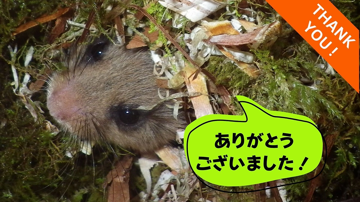 🎉応援ありがとうございました！これからもヤマネとともに🍀