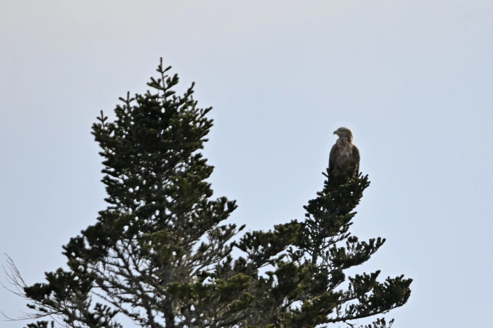 高病原性鳥インフルエンザから回復したオジロワシと再会！