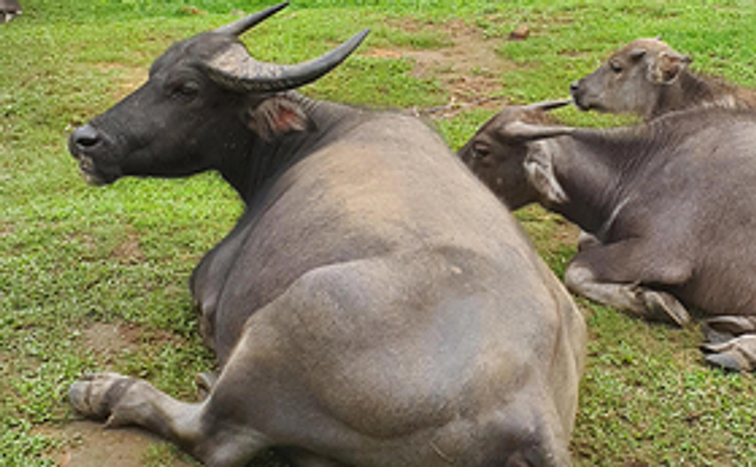 3000円寄付コース