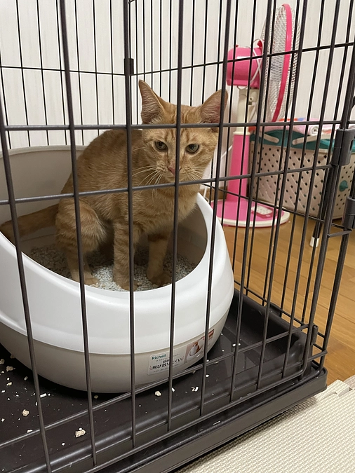 最近のめいちゃん⑤