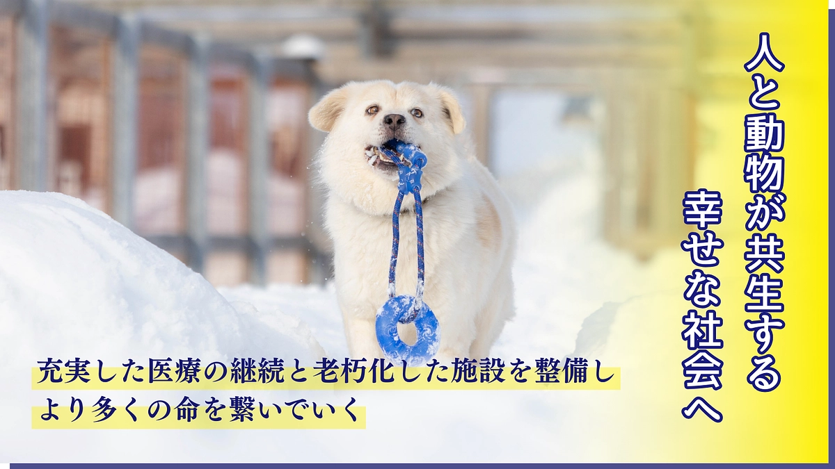 医療の充実と飼育環境を整備し、より多くの犬猫の命を繋ぎたい｜クラウドファンディングを開始しました