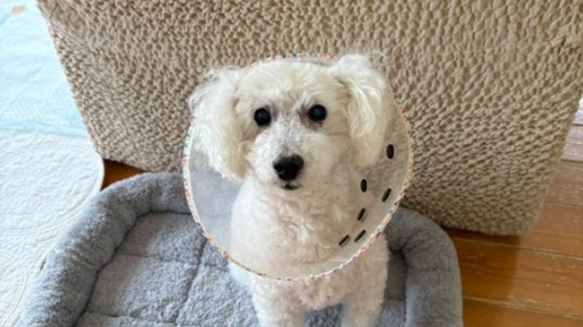 保護のミックス犬さん。