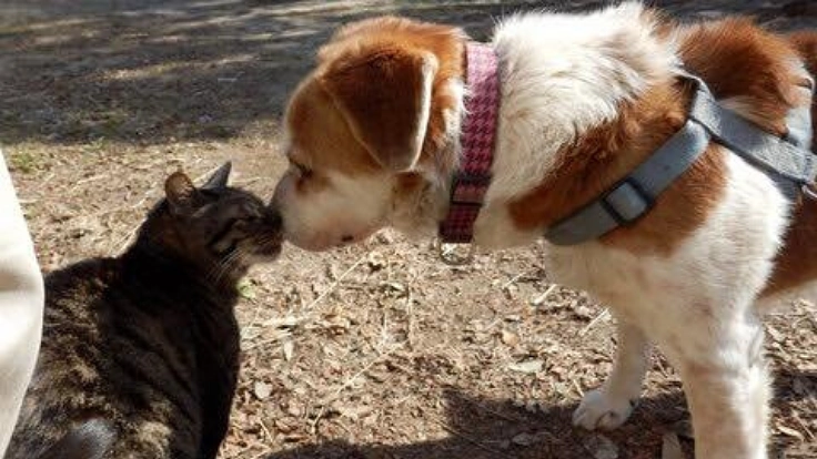 譲渡のご縁のなかった保護犬・保護猫たちに、安心安全な施設を！